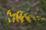 Gray goldenrod